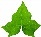 ivy leaf